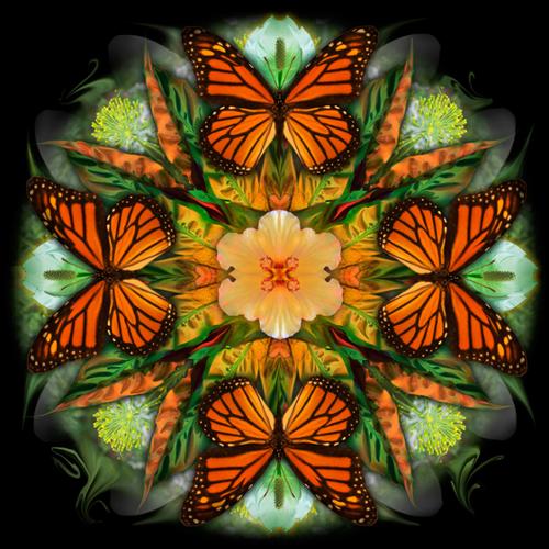 Butterfly Mandala Series